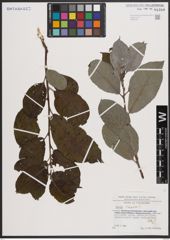 Foto von Salix caprea L.
